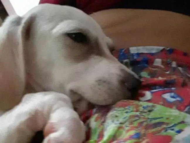 Cachorro ra a Fox paulistinha idade 2 a 6 meses nome Sem nome