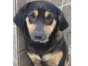 Cachorro raça  idade 1 ano nome Carlinhos Pequeno
