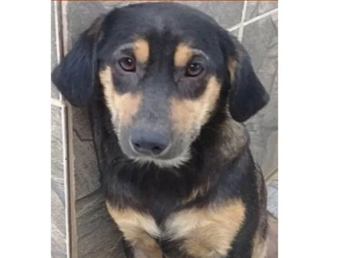 Cachorro ra a  idade 1 ano nome Carlinhos Pequeno