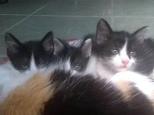 Gato raça  idade Abaixo de 2 meses nome Theo, Pérola e Leo