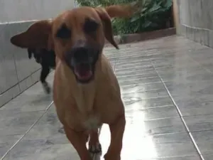 Cachorro raça srd idade 1 ano nome Akira