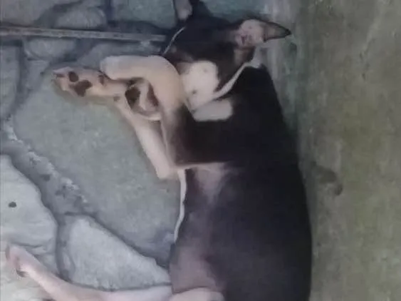 Cachorro ra a Vira lata idade 2 a 6 meses nome Pretinha