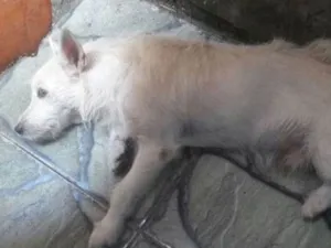 Cachorro raça Vira lata idade 5 anos nome Branco