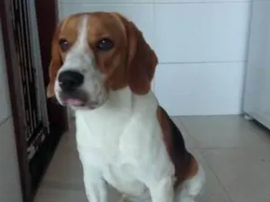 Cachorro raça Beagle idade 1 ano nome Charly