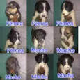 Cachorrinhos Lindos
