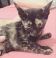 Lili