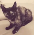 Lili