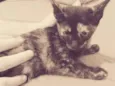 Lili