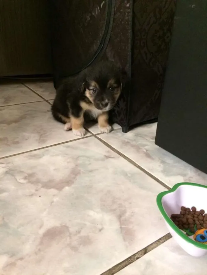Cachorro ra a Yorkshire com Vira Lata idade 2 a 6 meses nome Tite