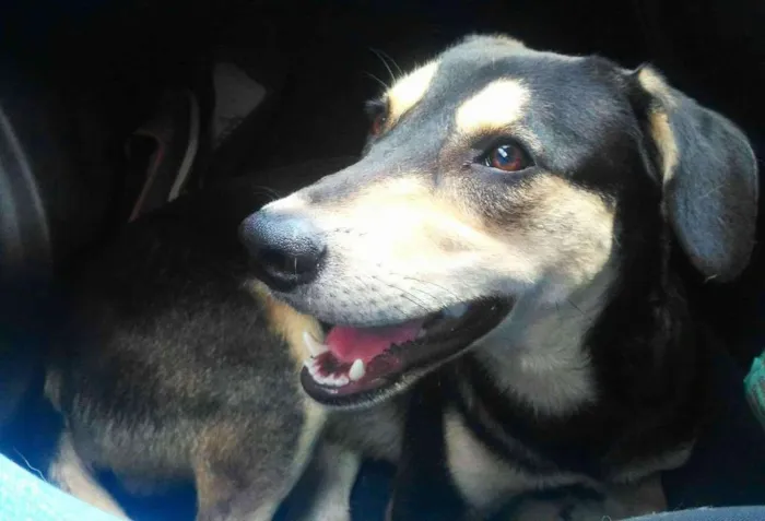 Cachorro ra a SRD idade 3 anos nome Pelúcio