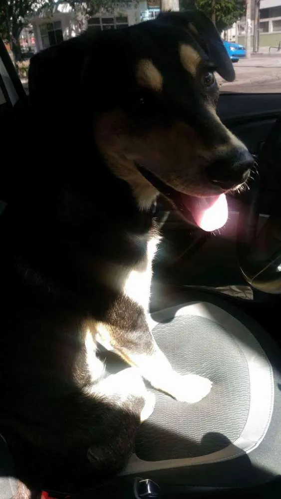 Cachorro ra a SRD idade 3 anos nome Pelúcio