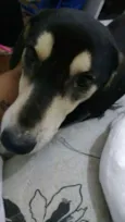 Pelúcio