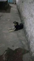 Pelúcio