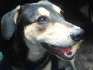 Cachorro raça SRD idade 3 anos nome Pelúcio