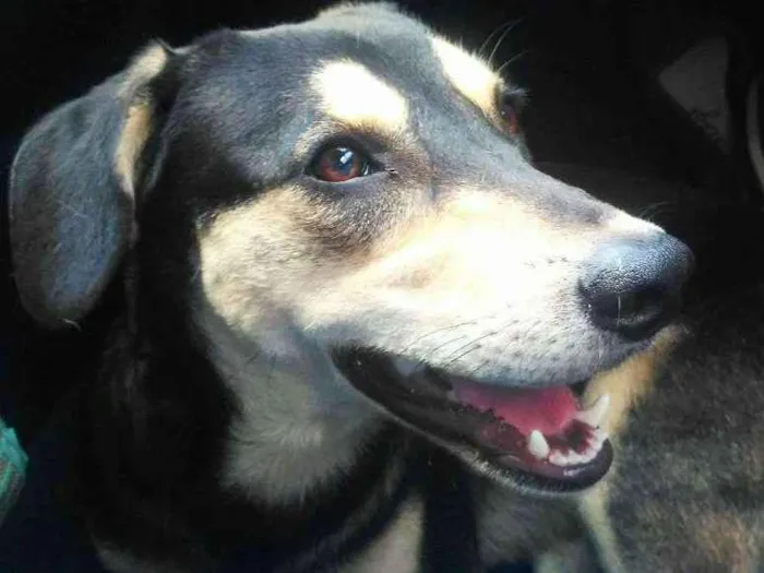 Cachorro ra a SRD idade 3 anos nome Pelúcio