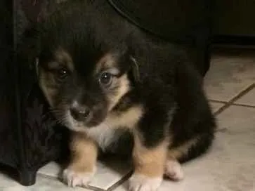 Cachorro ra a Yorkshire com Vira Lata idade 2 a 6 meses nome Tite