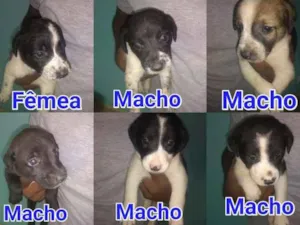 Cachorro raça  idade 2 a 6 meses nome Cachorrinhos Lindos