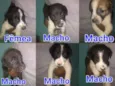 Cachorrinhos Lindos