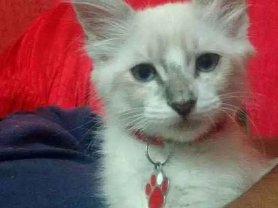 Gato ra a Siamês idade 2 a 6 meses nome Pérola