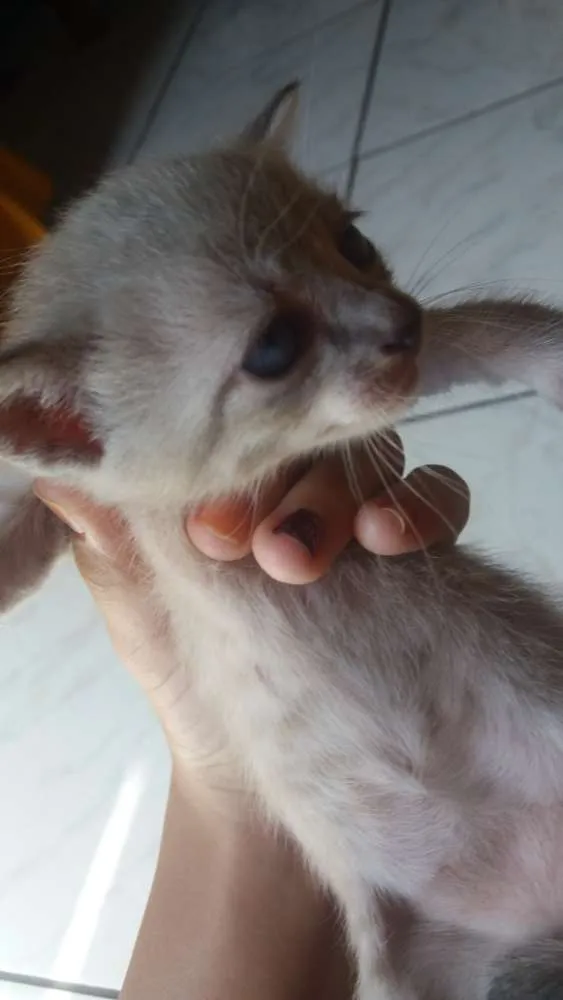 Gato ra a siames idade Abaixo de 2 meses nome lisa