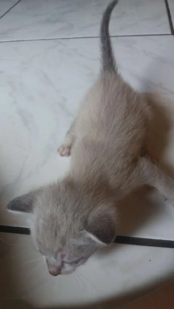 Gato ra a siames idade Abaixo de 2 meses nome lisa
