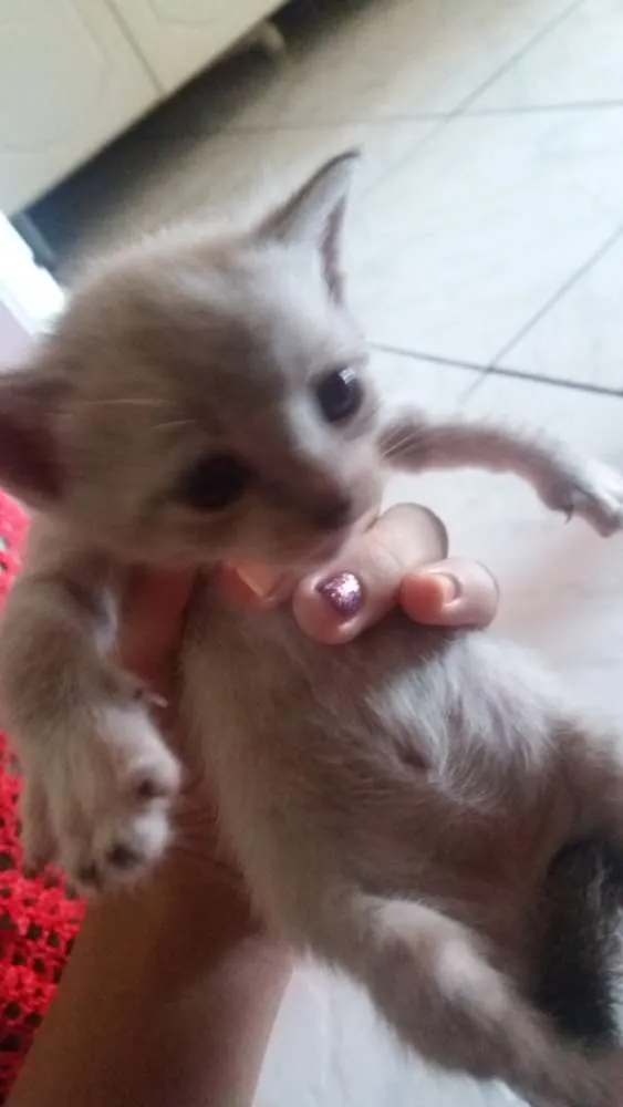 Gato ra a siames idade Abaixo de 2 meses nome lisa