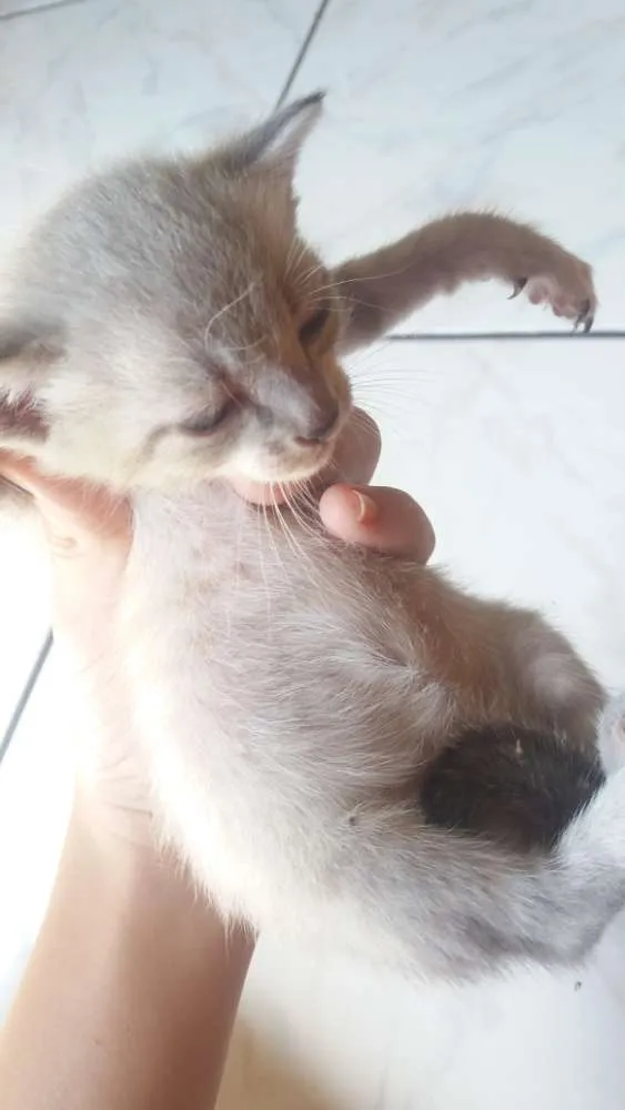 Gato ra a siames idade Abaixo de 2 meses nome lisa