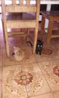 Jujuba e Teleco