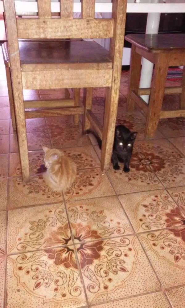 Gato raça Sem raça idade 7 a 11 meses nome Jujuba e Teleco
