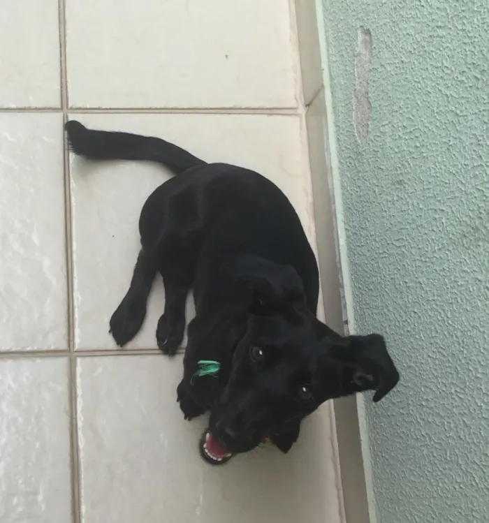 Cachorro ra a SRD idade 2 anos nome Cacau