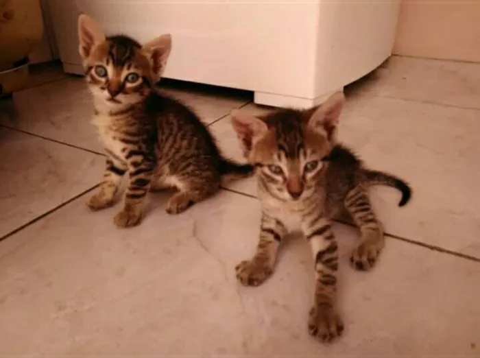 Gato ra a SRD idade Abaixo de 2 meses nome Ainda não possuem