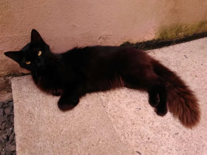 Gato ra a SRD idade 1 ano nome Soneca