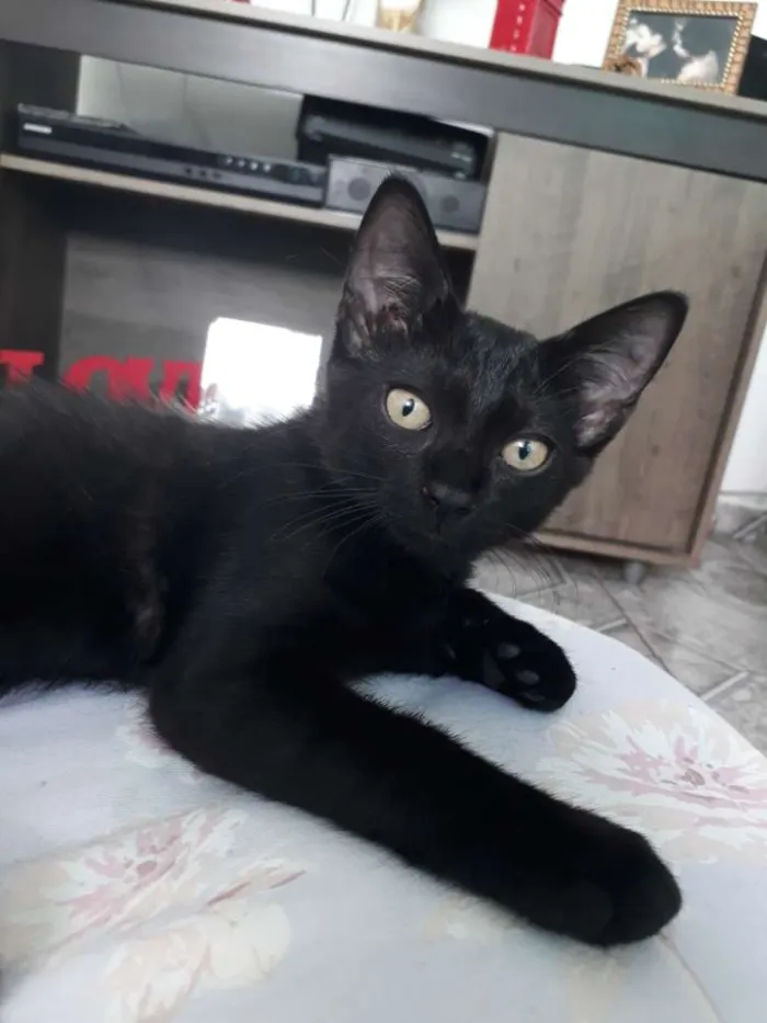 Gato ra a Cor preto idade  nome Sem nome