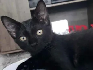 Gato raça Cor preto idade  nome Sem nome