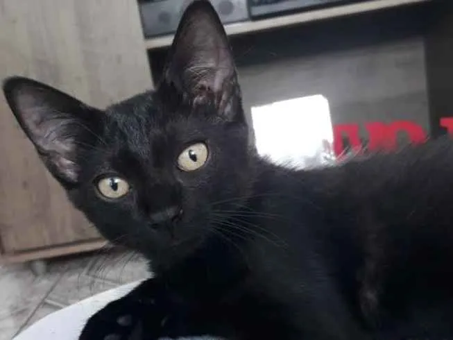 Gato ra a Cor preto idade  nome Sem nome