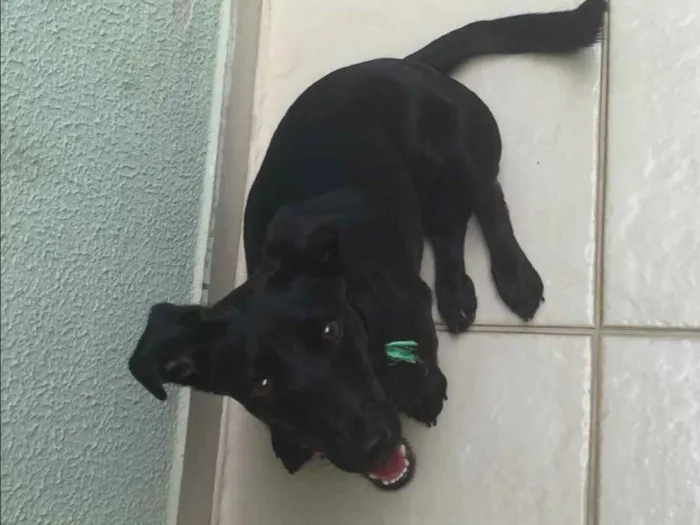 Cachorro ra a SRD idade 2 anos nome Cacau