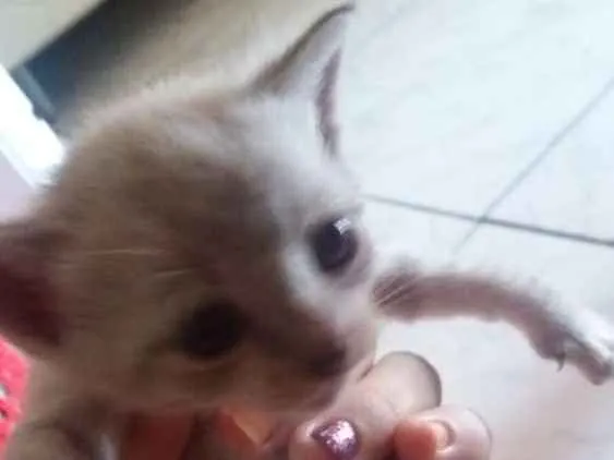 Gato ra a siames idade Abaixo de 2 meses nome lisa