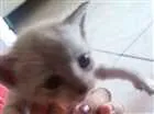 Gato raça siames idade Abaixo de 2 meses nome lisa