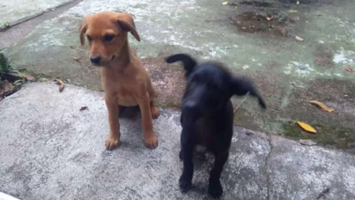 Cachorro ra a SRD idade 2 a 6 meses nome Sem nome
