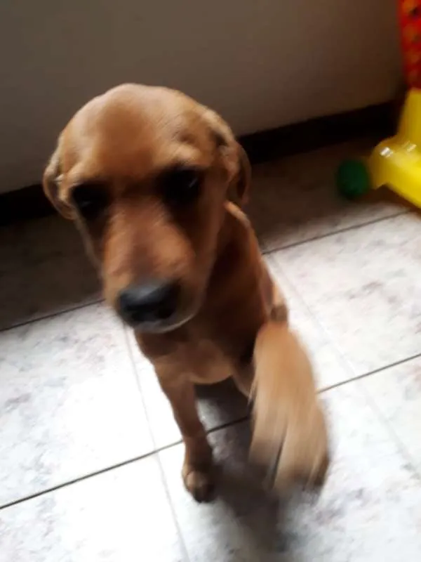 Cachorro ra a SRD idade 2 a 6 meses nome Sem nome