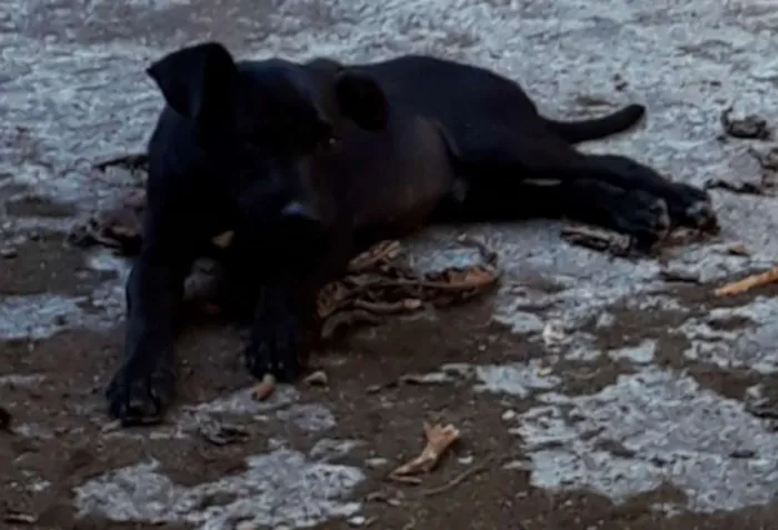 Cachorro ra a SRD idade 2 a 6 meses nome Sem nome