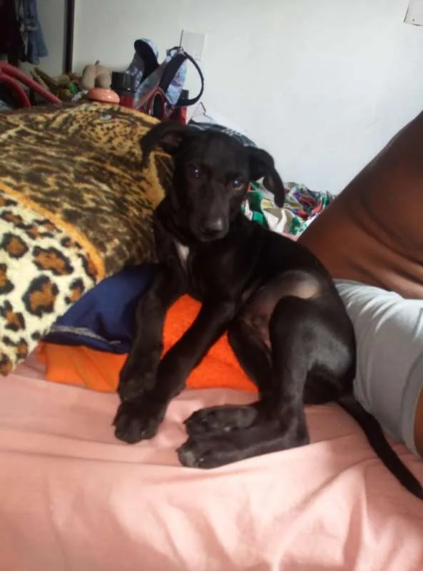 Cachorro ra a SRD idade 2 a 6 meses nome Sem nome