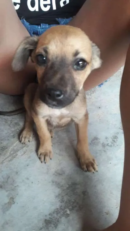 Cachorro ra a SRD idade 2 a 6 meses nome Sem nome