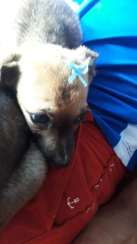 Cachorro ra a SRD idade 2 a 6 meses nome Sem nome