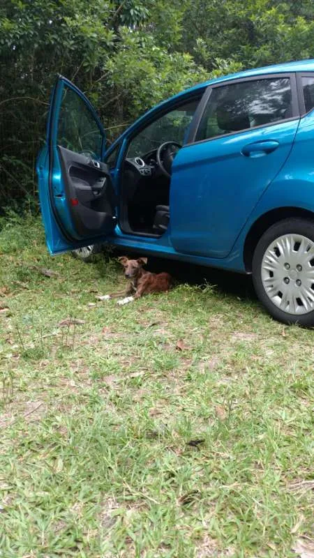 Cachorro ra a SRD idade 7 a 11 meses nome Luvi