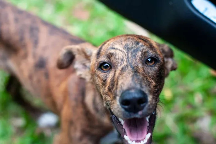 Cachorro ra a SRD idade 7 a 11 meses nome Luvi