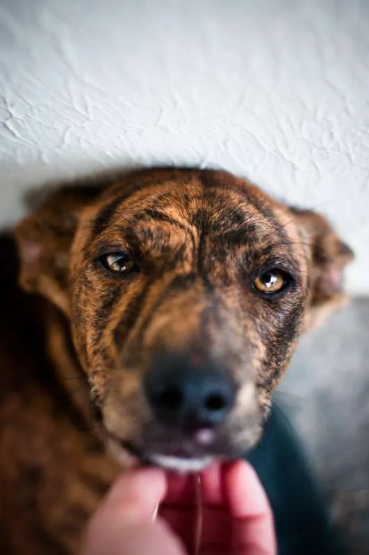 Cachorro ra a SRD idade 7 a 11 meses nome Luvi