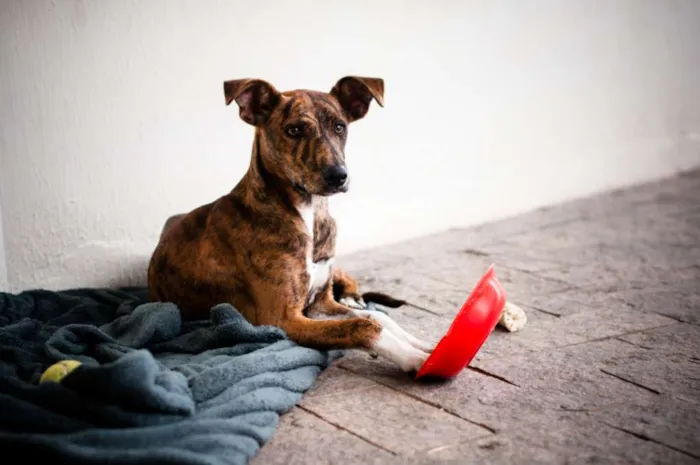 Cachorro ra a SRD idade 7 a 11 meses nome Luvi