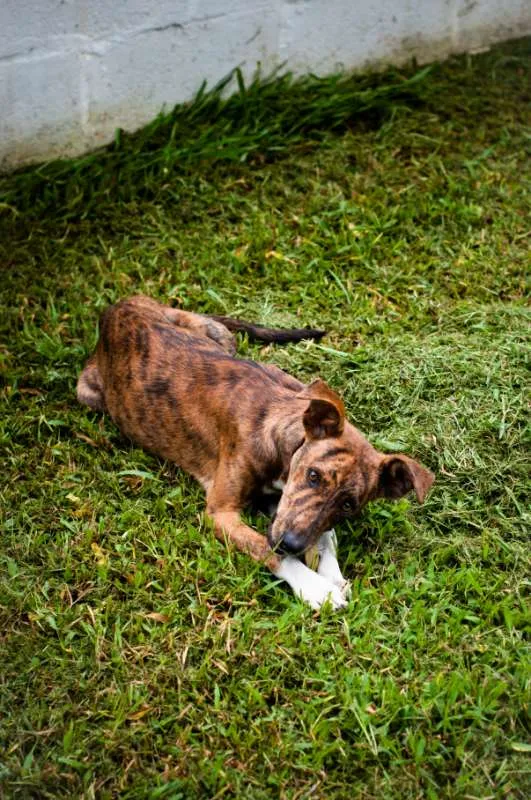 Cachorro ra a SRD idade 7 a 11 meses nome Luvi