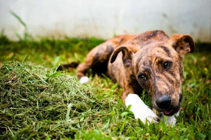Cachorro ra a SRD idade 7 a 11 meses nome Luvi